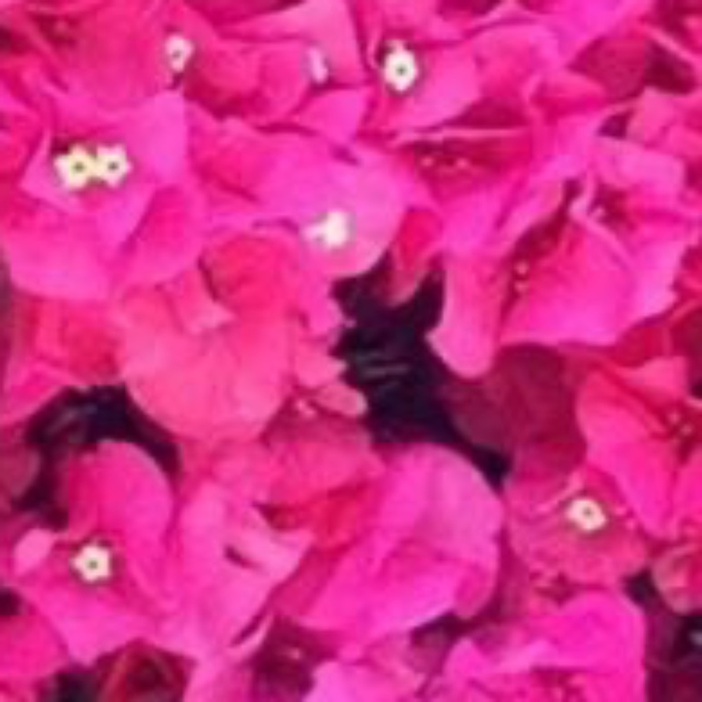 Meet your Posher, Menucha